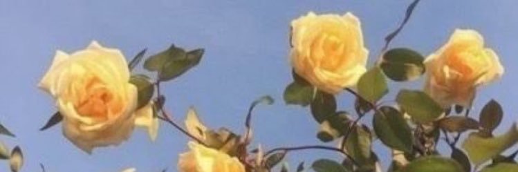 emelyriveros's profile banner image