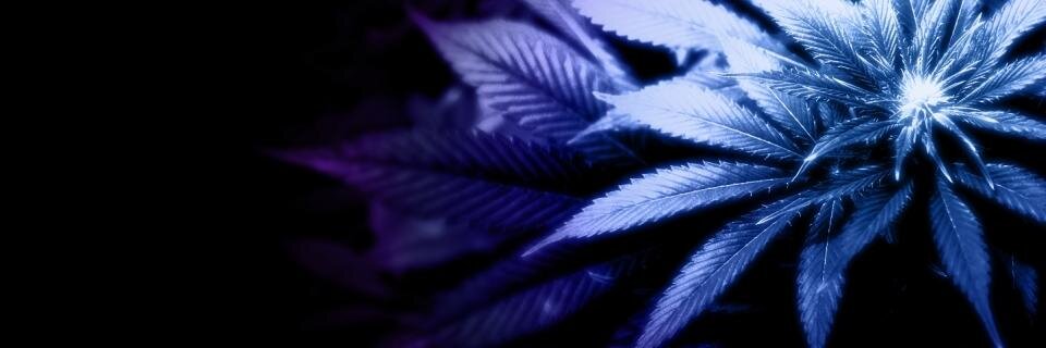 YourHempDealer's profile banner image