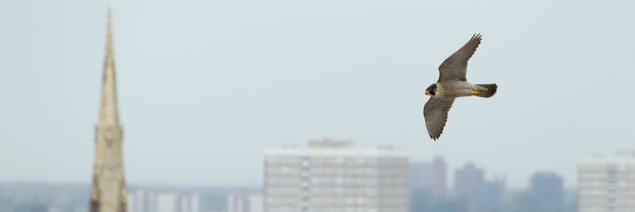 RSPB Manchester banner