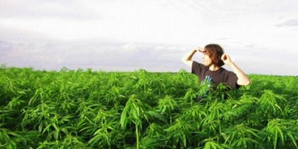 Weed Tweets™ banner