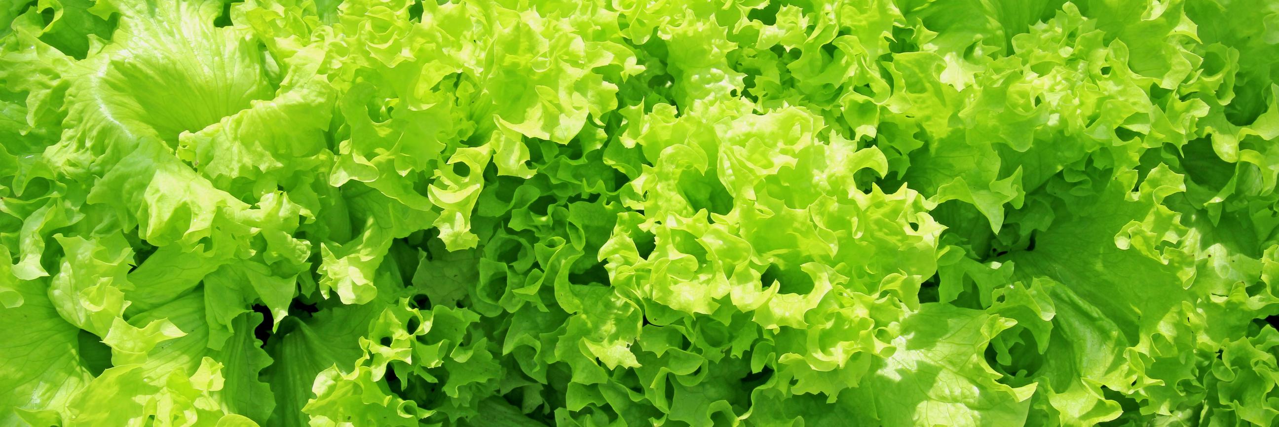 Indoor_Farms's profile banner image