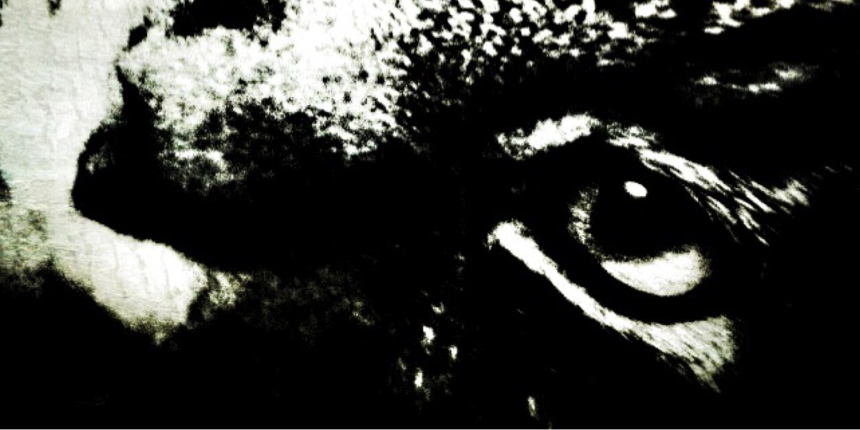 Susan Siniawsky banner