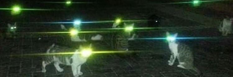 ʎpuɐɹןɐ uɐɯıɐןns banner