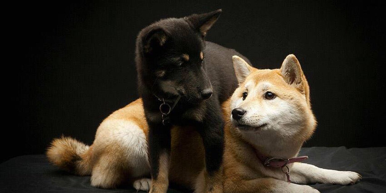 FurbabyCafe's profile banner image