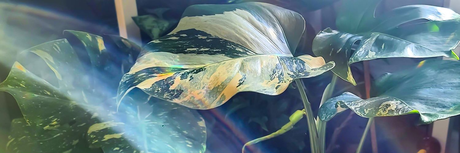 rostone__'s profile banner image