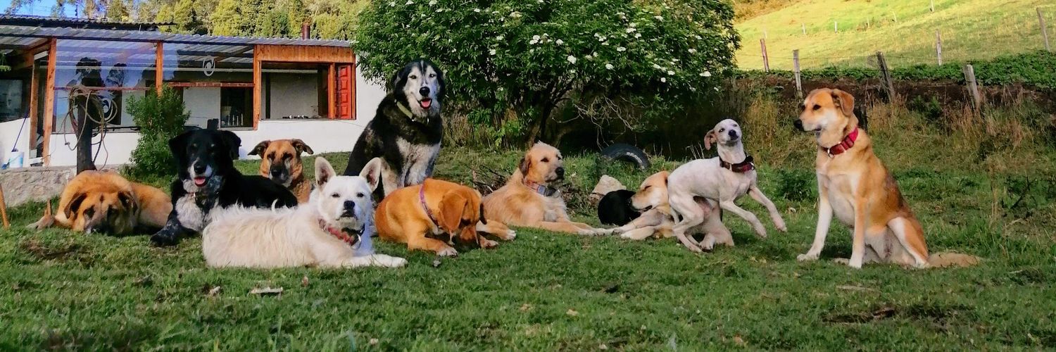 Parche Criollo banner