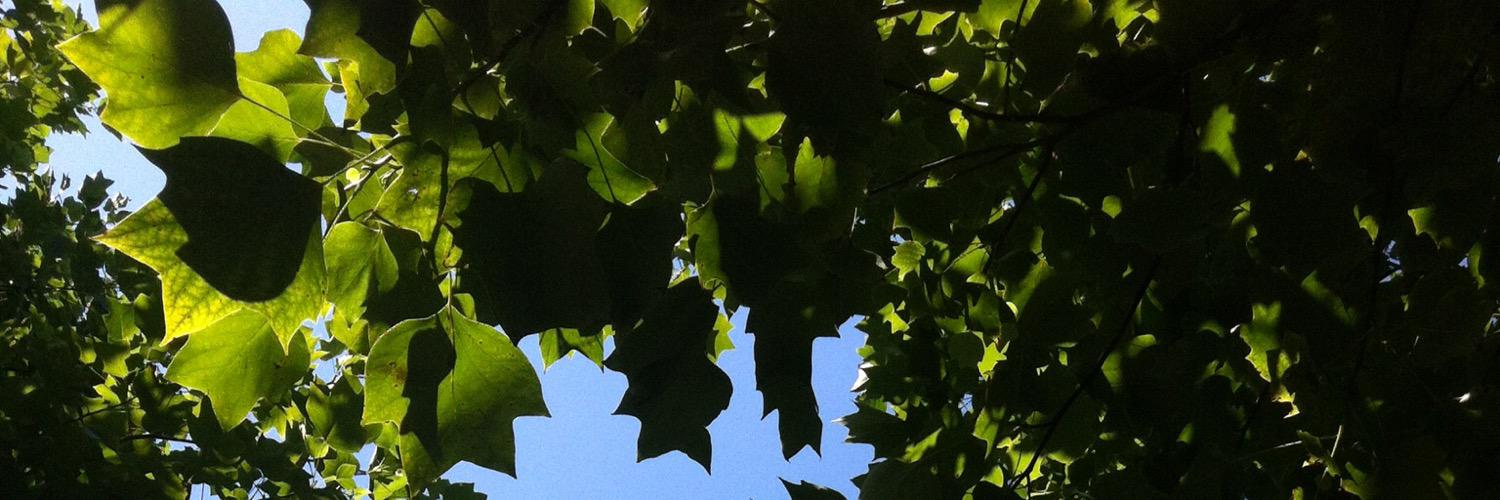 annemclean's profile banner image