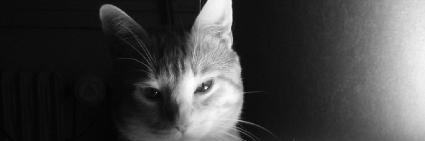 Maelle_9's profile banner image