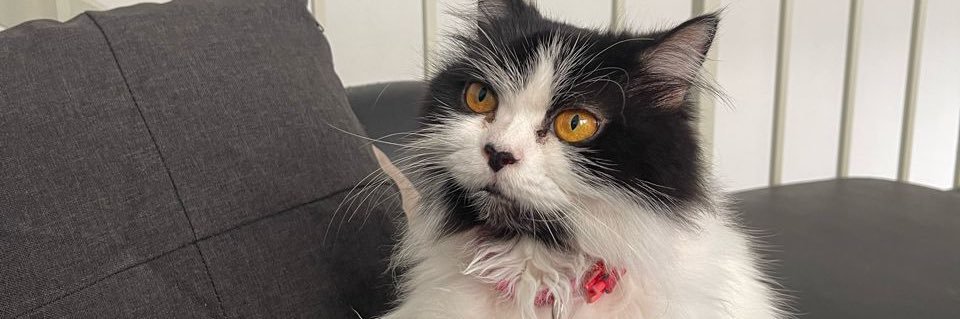 cappikaa's profile banner image
