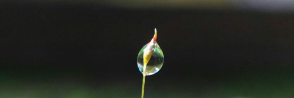 littleboy300 Profile Banner