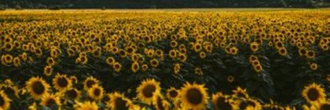 Zaid_Mar's profile banner image