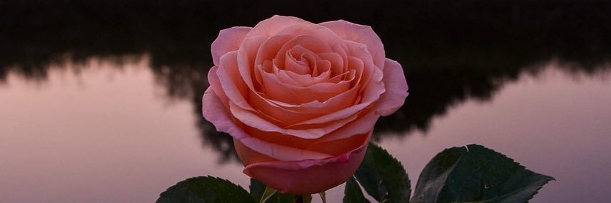 mall_1998's profile banner image