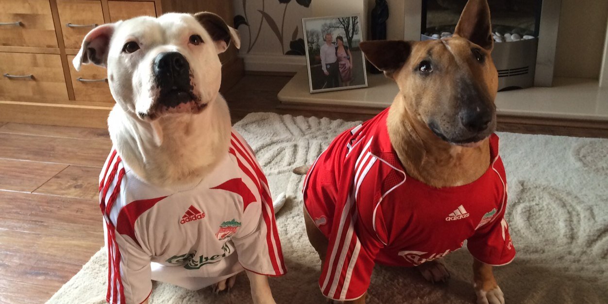 DavidElmoooooo!! banner