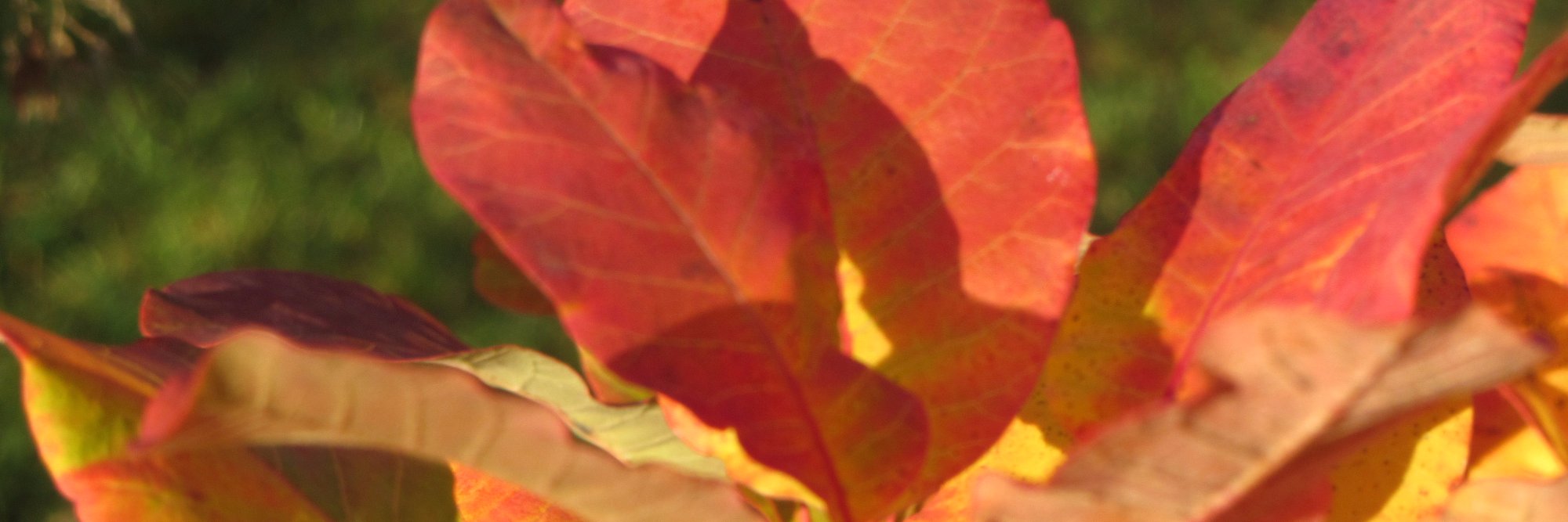 K_vedma's profile banner image