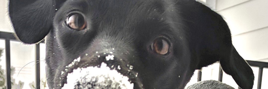 PoohBearbjs's profile banner image
