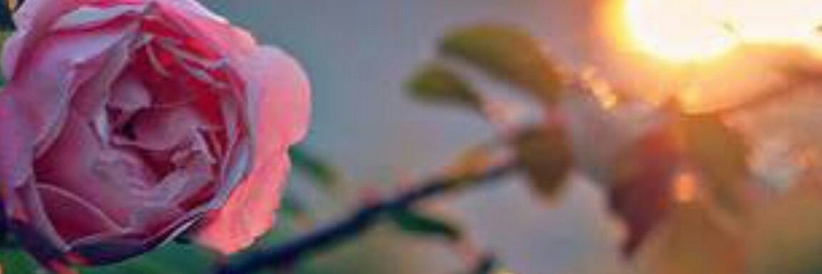 alhalali11223's profile banner image