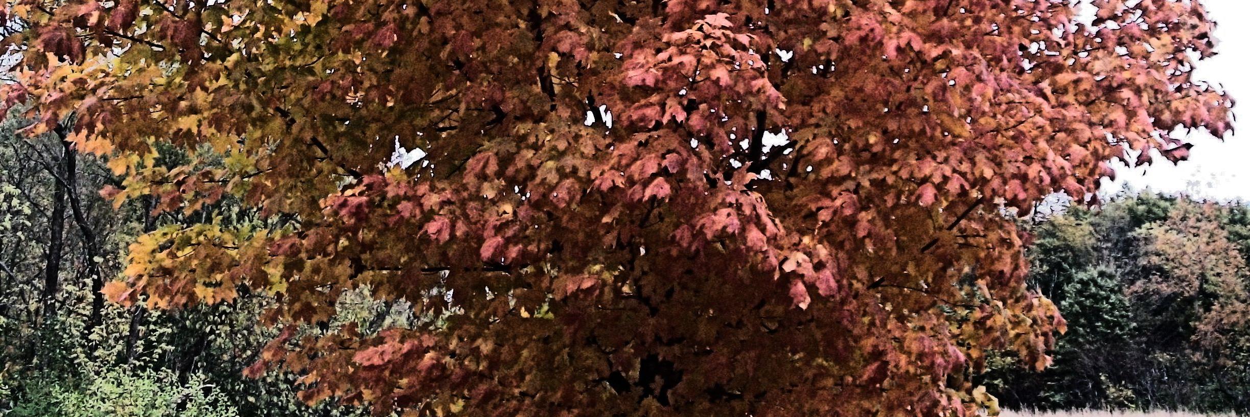 BreannaRSharp's profile banner image