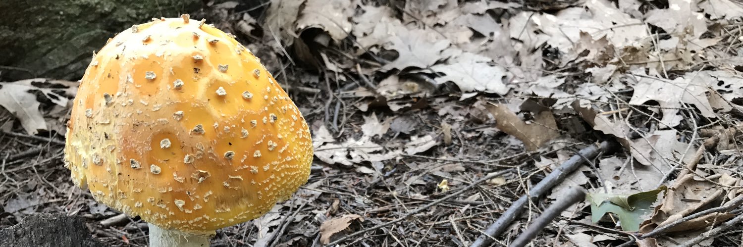 Timothy Wiegand, MD, FACMT, FAACT, DFASAM banner