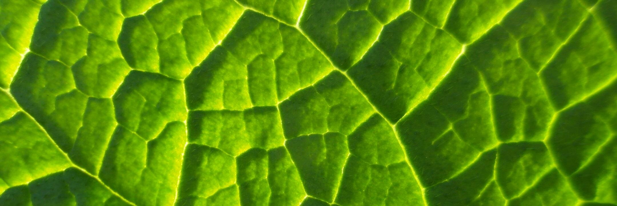 SPPS Education banner