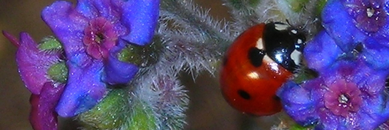 besir68's profile banner image