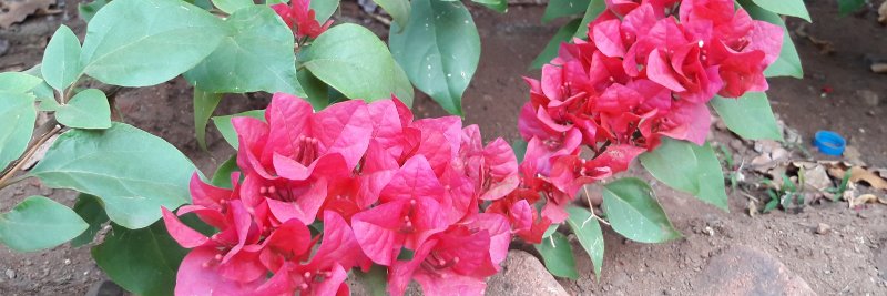 Swatihp's profile banner image