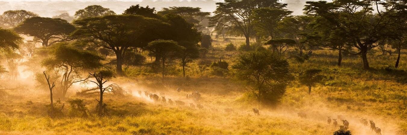 greenkenyaa's profile banner image