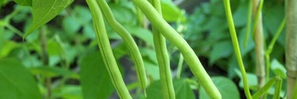 UgandaCropCareL Profile Banner