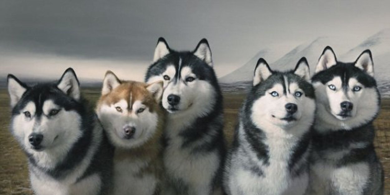mcsoccerdogs's profile banner image