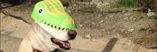 quinosaurio's profile banner image