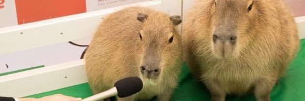 Casey Darnell banner