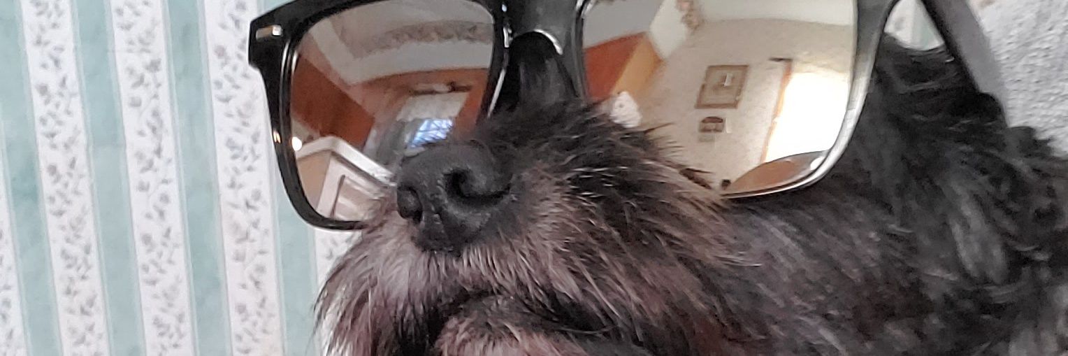 monkee's profile banner image