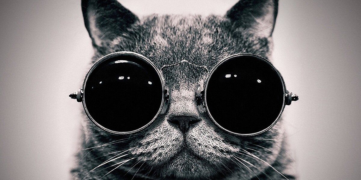 smallcatbigdog's profile banner image