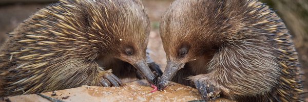 Bonorong Wildlife Sanctuary Profile Banner