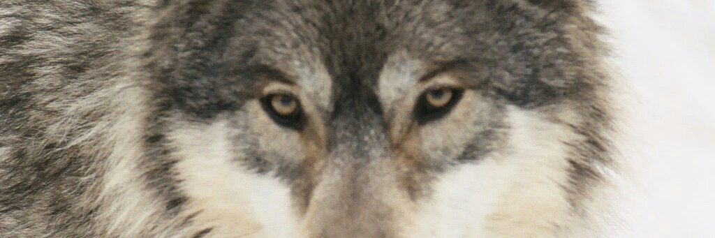 IndianWolf97's profile banner image