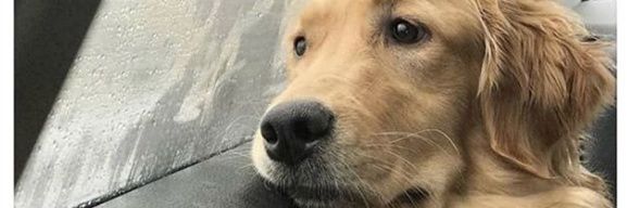 laviejaynes's profile banner image