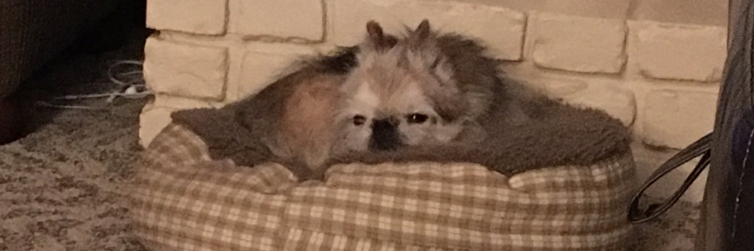 bradzyy's profile banner image