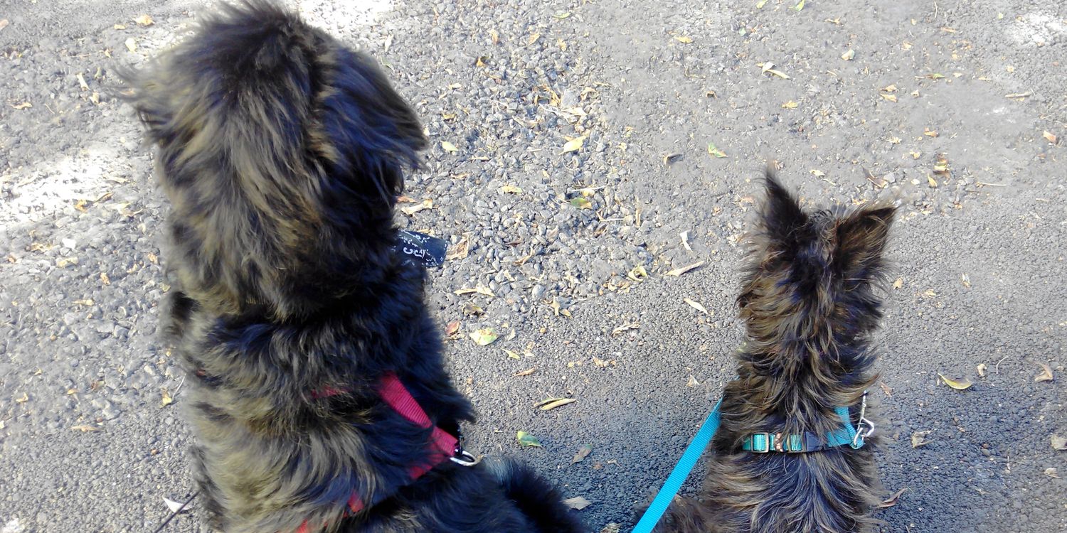 Sonia Cárdenas banner