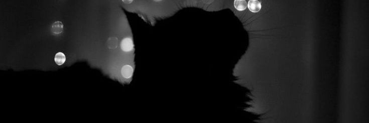 allisoncpr's profile banner image