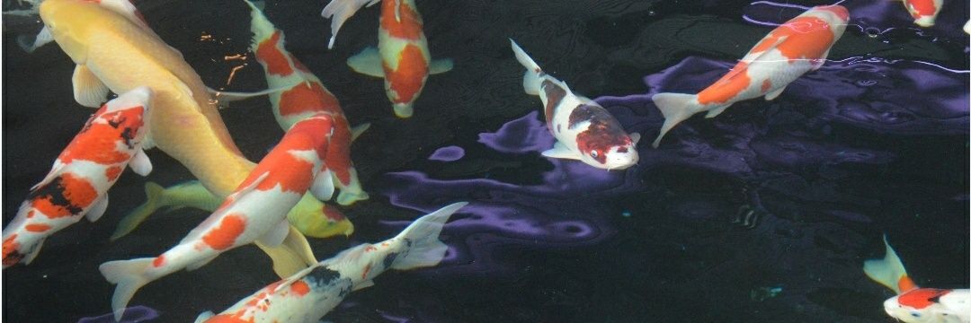 Hallo Matroos banner