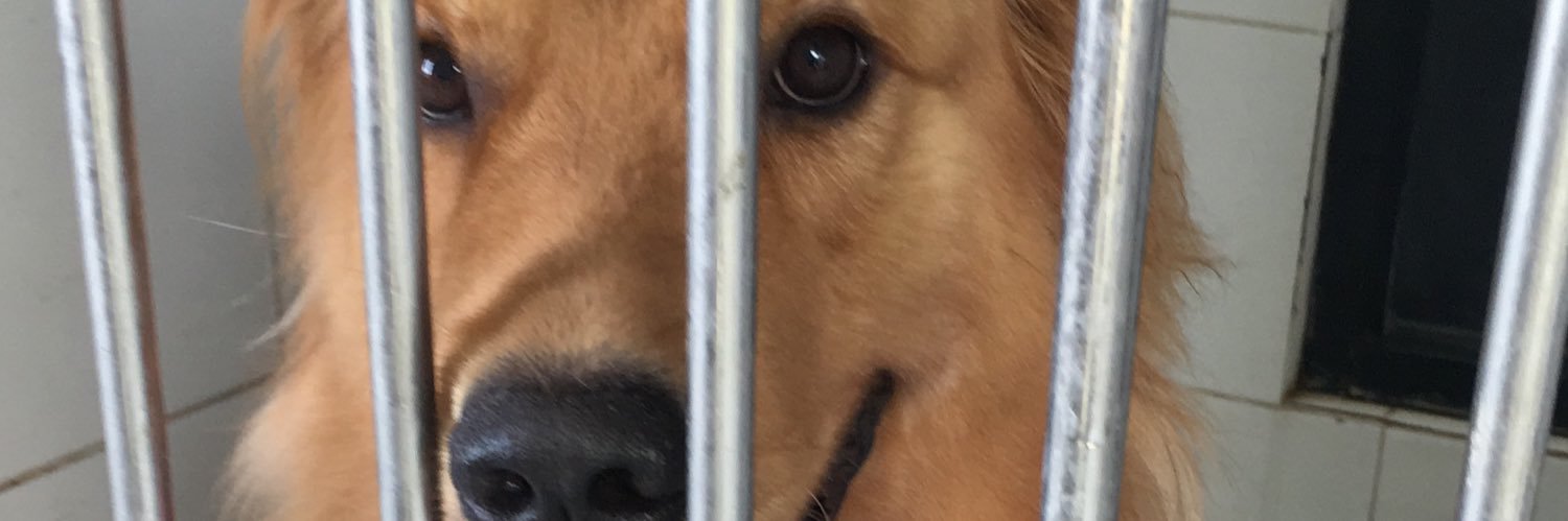 hepatotoksikk's profile banner image