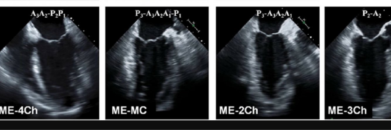 Briana Costello MD banner