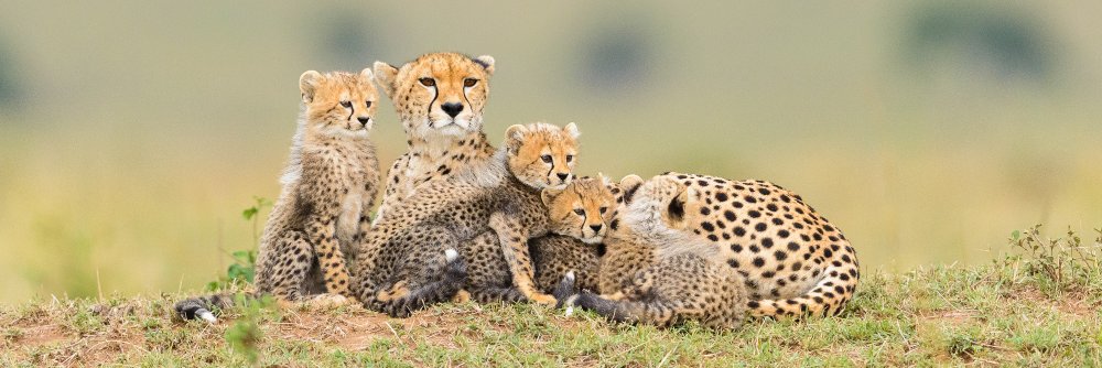 ZIARA Group AFRICA ♼ banner