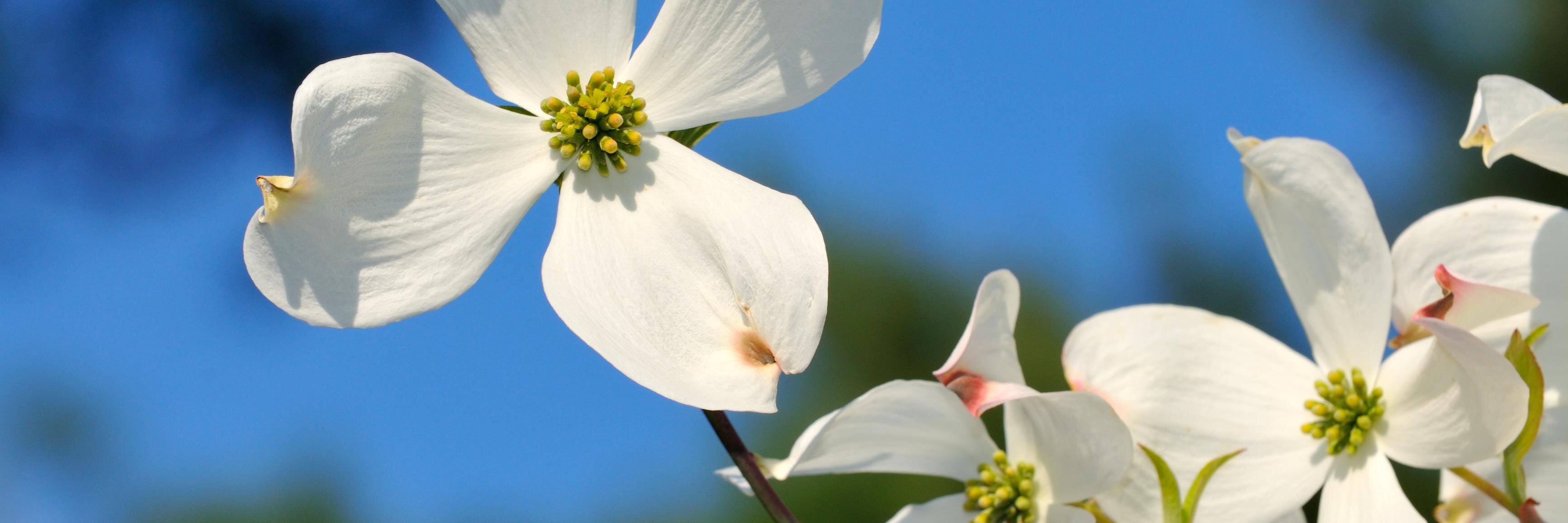 100WomenNorfolk's profile banner image