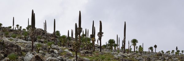 PdraicFlood Profile Banner