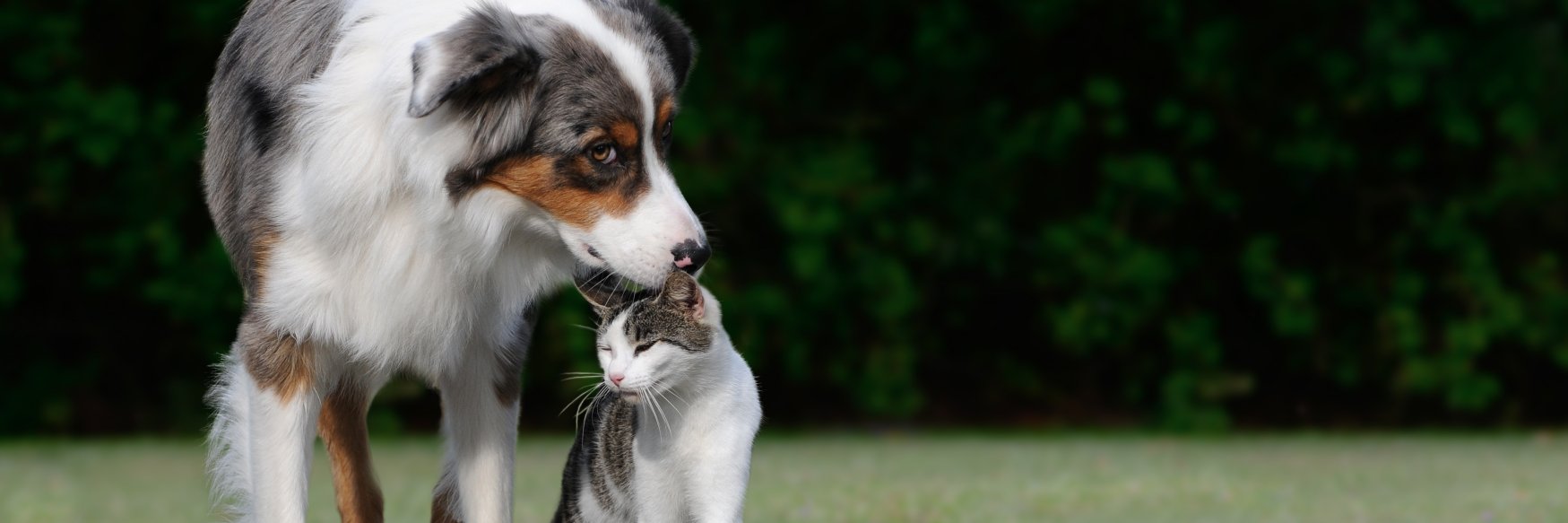 Kirkpatrick Foundation banner