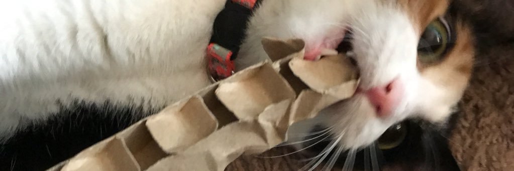 heatherhaney1's profile banner image