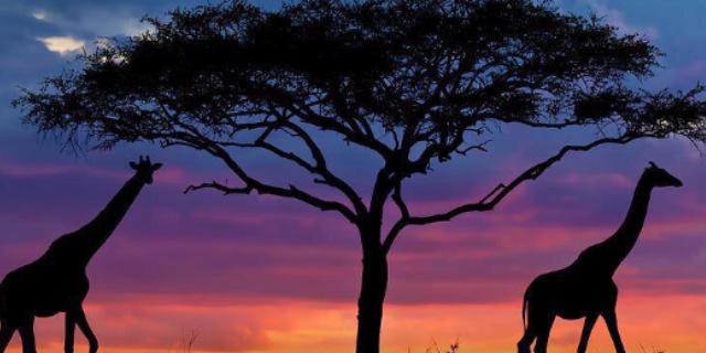 lex_sy's profile banner image