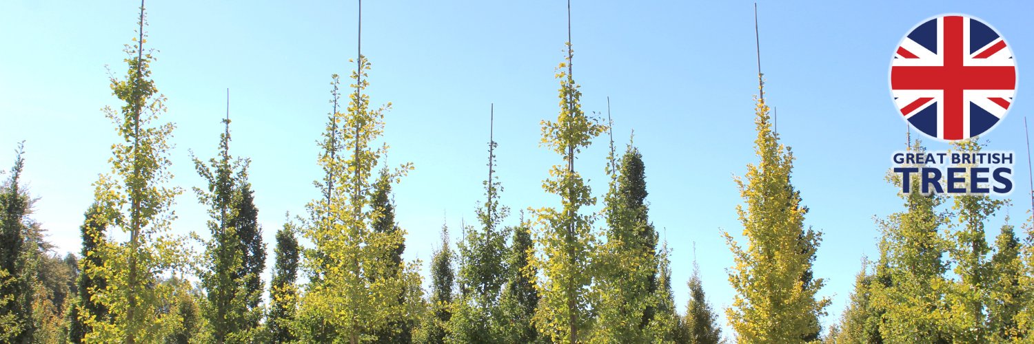 HillierTrees's profile banner image