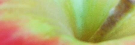 Appl3Pips's profile banner image