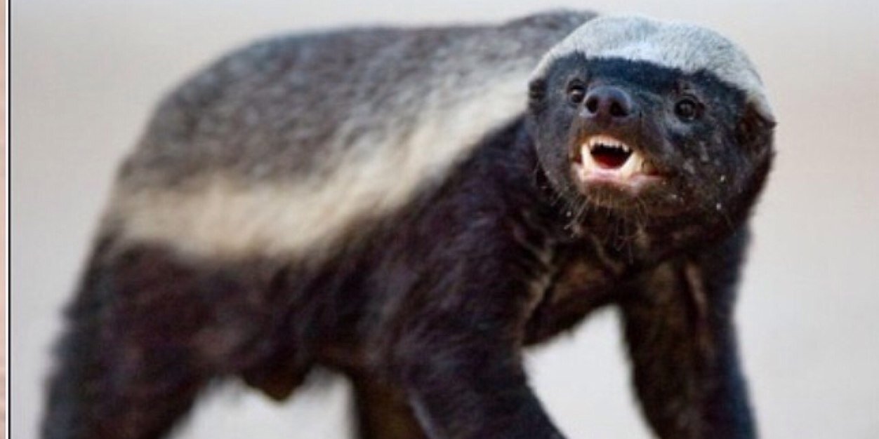 Queen_Badger's profile banner image